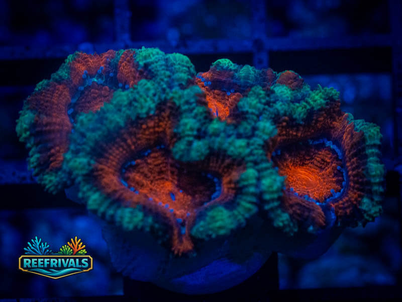 TG Icy Hot Acan WYSIWYG coral image | ReefRivals TG Icy Hot Acan coral image from ReefRivals, listed as Micromussa sp. and Acans