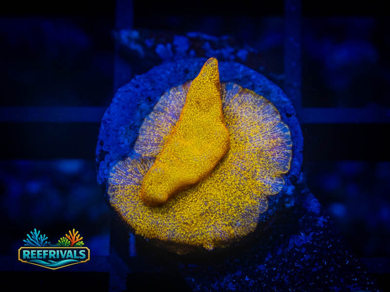 RVL 24K Lepto coral image from ReefRivals, listed as Leptoseris sp. and SPS Branching