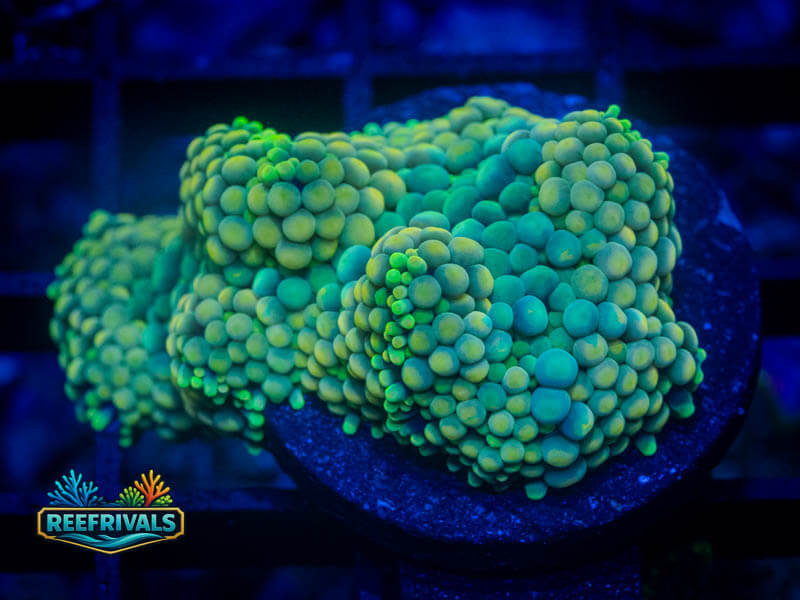 RVL Minty Fresh Ricordea Mushroom coral image from ReefRivals, listed as Ricordea florida and Mushrooms