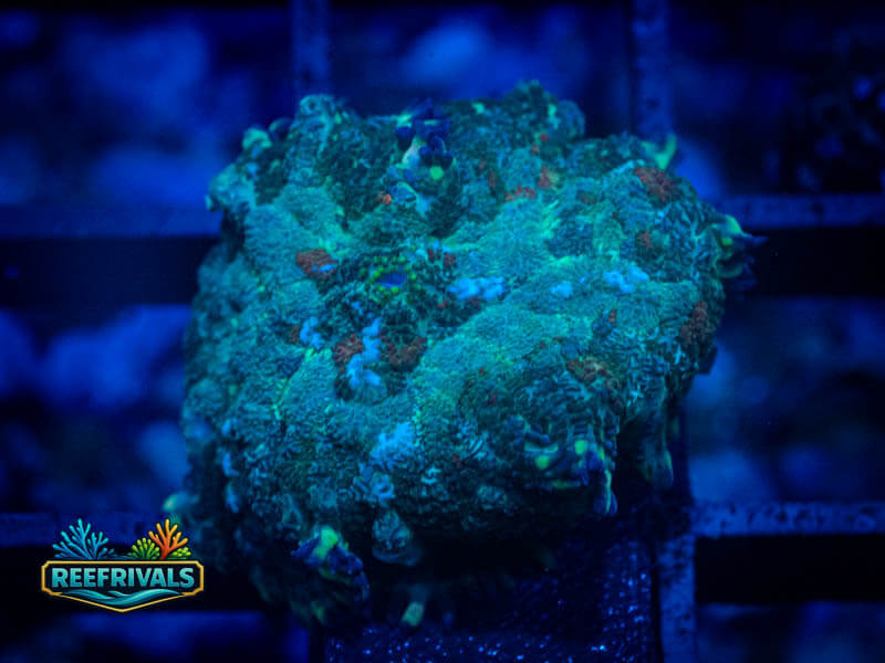 RVL Evil Eye Rhodactis Bounce Mushroom WYSIWYG coral image | ReefRivals RVL Evil Eye Rhodactis Bounce Mushroom coral image from ReefRivals, listed as Discosoma sp. and Mushrooms