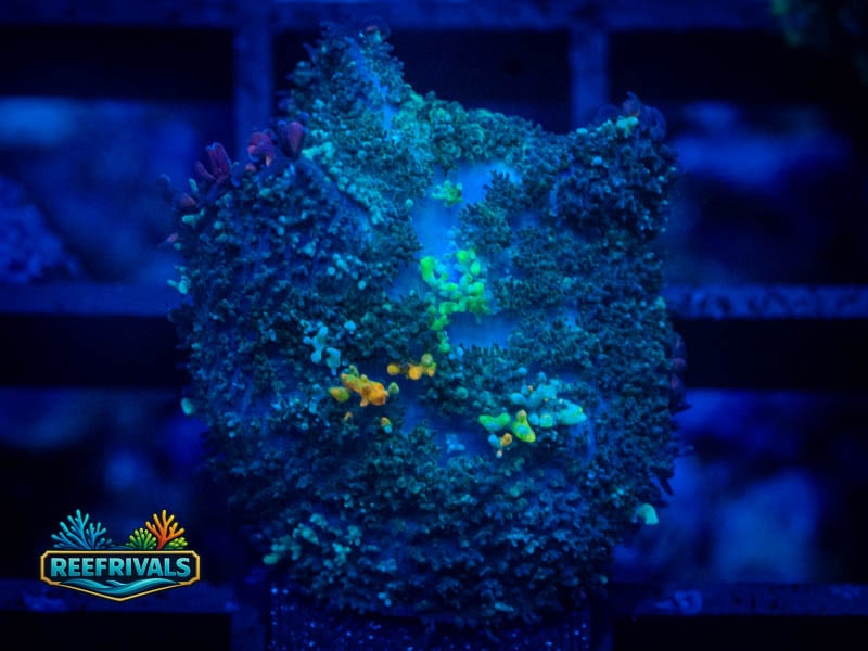 WWC OG Bounce Mushroom WYSIWYG coral image | ReefRivals WWC OG Bounce Mushroom coral image from ReefRivals, listed as Rhodactis spp. and Mushrooms