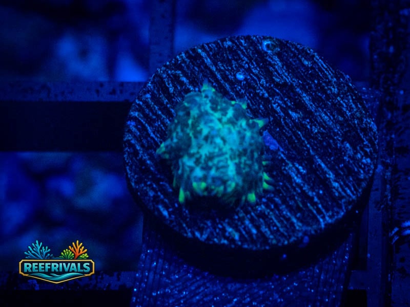 TG Firefly Rhodactis Mushroom WYSIWYG coral image | ReefRivals TG Firefly Rhodactis Mushroom coral image from ReefRivals, listed as Discosoma sp. and Mushrooms