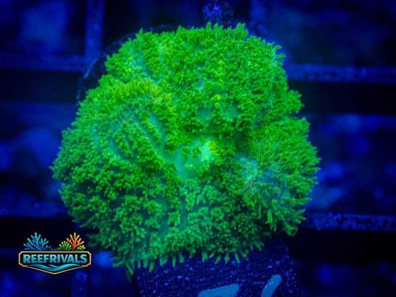 CA Aussie Green Rhodactis Mushroom WYSIWYG coral image | ReefRivals CA Aussie Green Rhodactis Mushroom coral image from ReefRivals, listed as Rhodactis spp. and Mushrooms