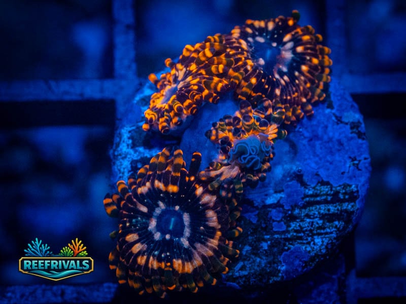 OG Utter Chaos Zoa WYSIWYG coral image | ReefRivals OG Utter Chaos Zoa coral image from ReefRivals, listed as Zoanthus sp. and Zoas