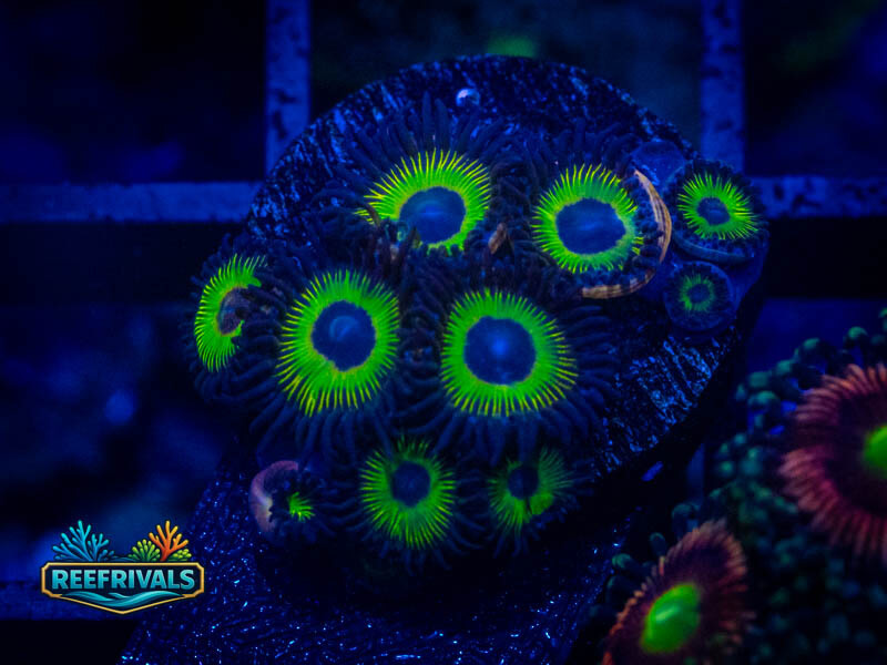 WWC Bob Marley Zoa coral image from ReefRivals, listed as Zoanthus sp. and Zoas