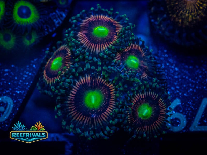 Radioactive Cat Eye Zoa coral image from ReefRivals, listed as Zoanthus sp. and Zoas