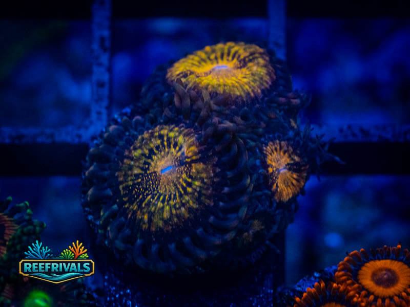 WWC Pandora Zoa WYSIWYG coral image | ReefRivals WWC Pandora Zoa coral image from ReefRivals, listed as Zoanthus sp. and Zoas
