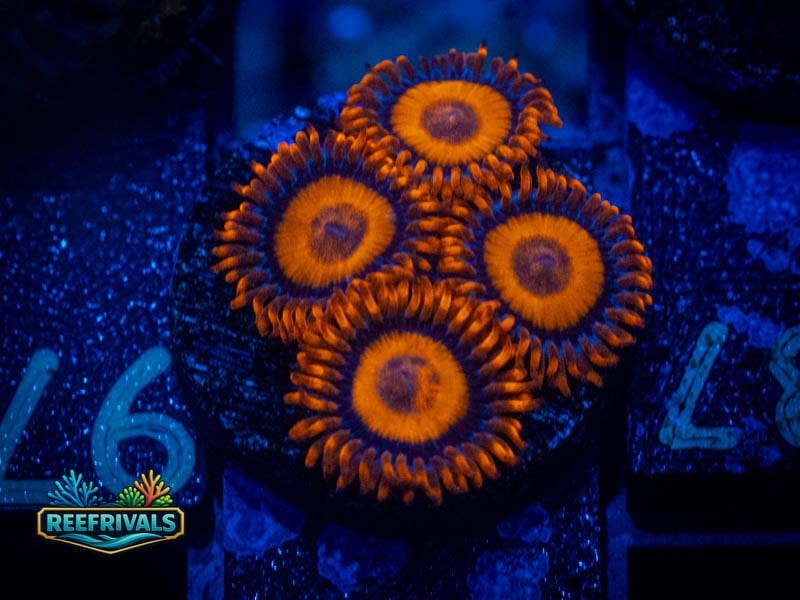 ECC Bam Bam Zoa coral image from ReefRivals, listed as Zoanthus sp. and Zoas
