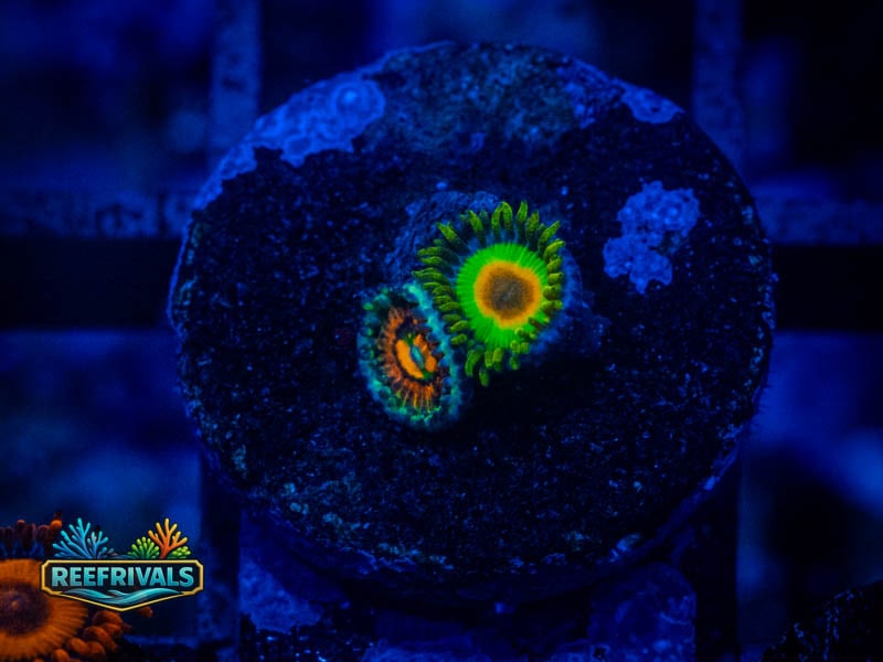 Rasta X Rainbow Incinerator Zoa WYSIWYG coral image | ReefRivals Rasta X Rainbow Incinerator Zoa coral image from ReefRivals, listed as Zoanthus sp. and Zoas
