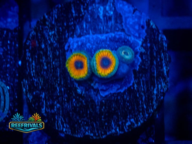 TSA Great Owl Zoa coral image from ReefRivals, listed as Zoanthus sp. and Zoas