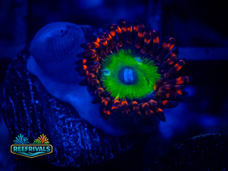 OG Bowzer Zoa WYSIWYG coral image | ReefRivals OG Bowzer Zoa coral image from ReefRivals, listed as Zoanthus sp. and Zoas