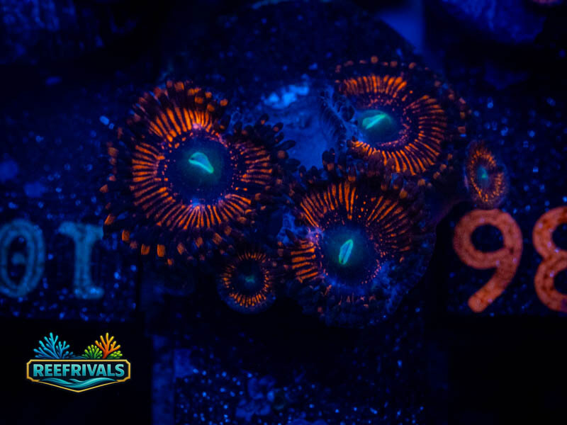 WWC Barlog Zoa WYSIWYG coral image | ReefRivals WWC Barlog Zoa coral image from ReefRivals, listed as Zoanthus sp. and Zoas