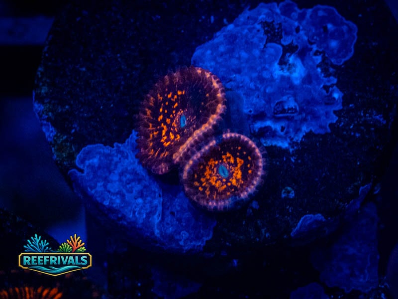 ECC Nightmare 2.0 Zoa WYSIWYG coral image | ReefRivals ECC Nightmare 2.0 Zoa coral image from ReefRivals, listed as Zoanthus sp. and Zoas