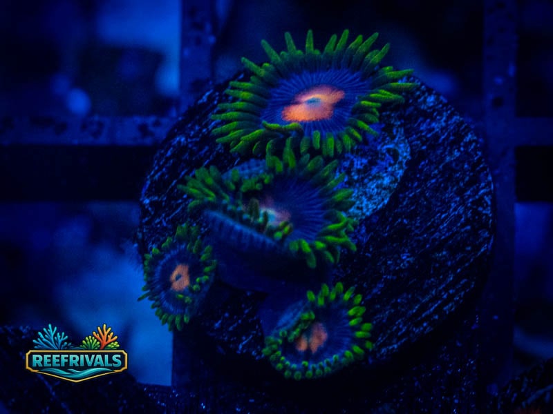 ECC Blow Pop Zoa WYSIWYG coral image | ReefRivals ECC Blow Pop Zoa coral image from ReefRivals, listed as Zoanthus sp. and Zoas