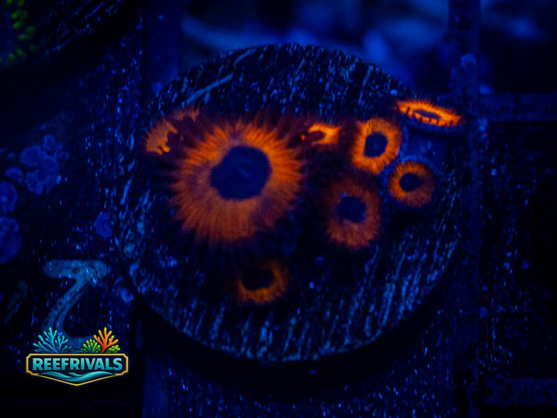 ECC Red Bull Zoa WYSIWYG coral image | ReefRivals ECC Red Bull Zoa coral image from ReefRivals, listed as Zoanthus sp. and Zoas