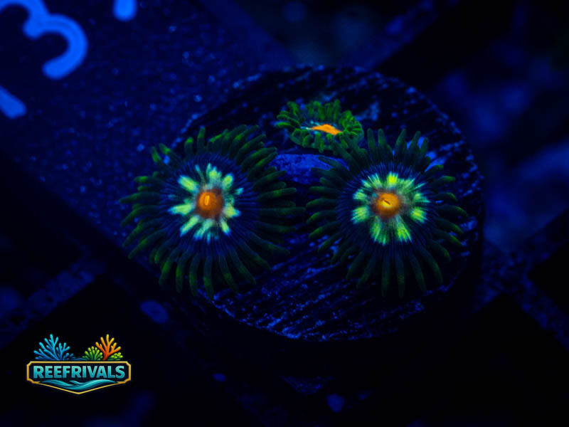 ECC Daisy Cutter Zoa WYSIWYG coral image | ReefRivals ECC Daisy Cutter Zoa coral image from ReefRivals, listed as Zoanthus sp. and Zoas