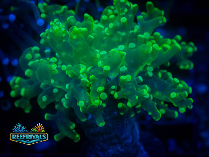 RVL Neon Frogspawn WYSIWYG coral image | ReefRivals RVL Neon Frogspawn coral image from ReefRivals, listed as Fimbriaphyllia divisa and Frogspawn