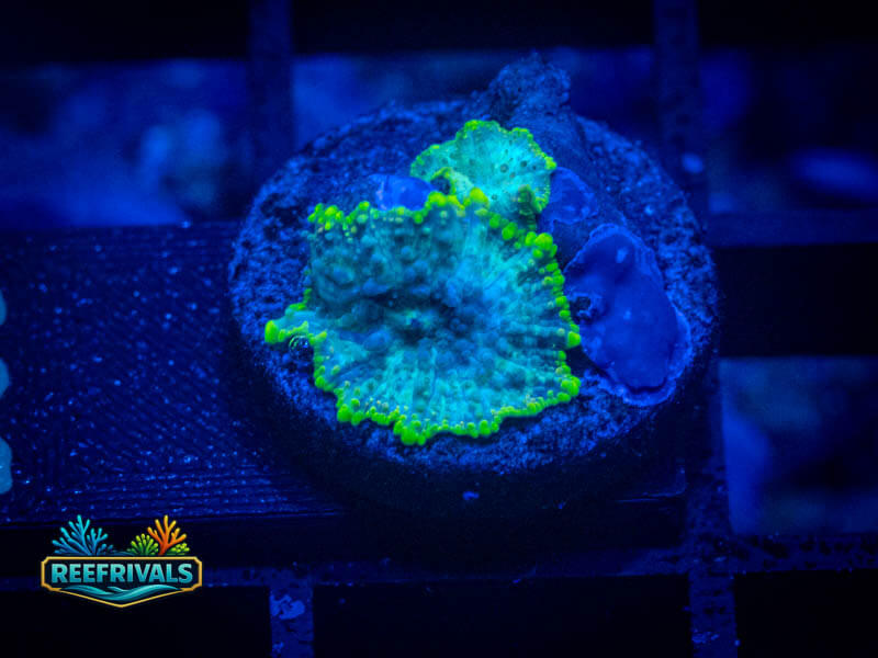 RVL Toxic Rim Disco Mushroom WYSIWYG coral image | ReefRivals RVL Toxic Rim Disco Mushroom coral image from ReefRivals, listed as Discosoma spp. and Mushrooms