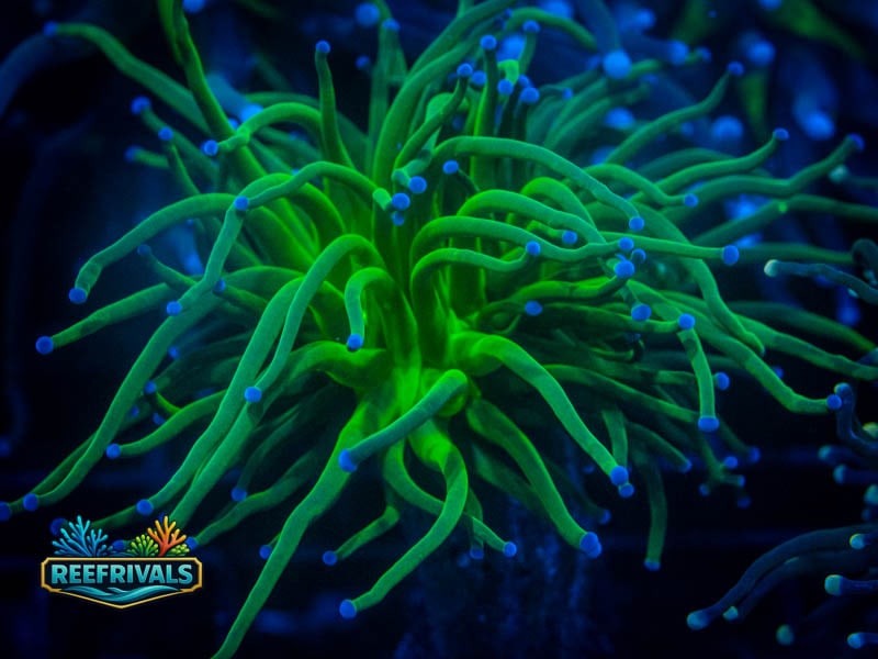 WWC Blue Tipped Cotton Candy Torch coral image from ReefRivals, listed as Euphyllia glabrescens and Torches