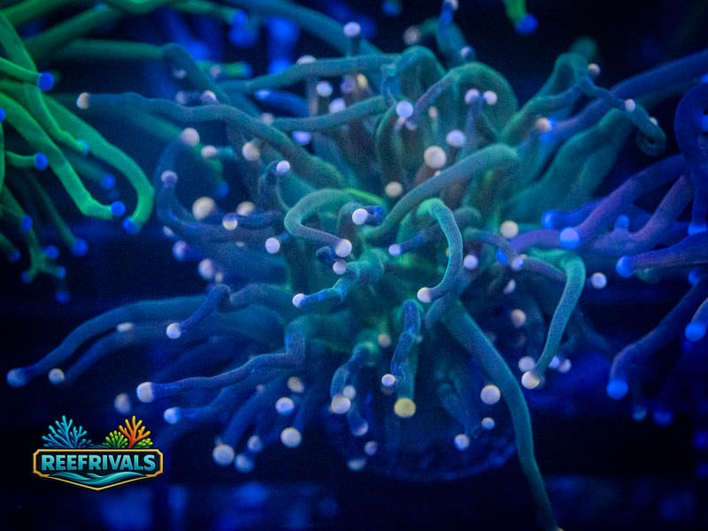 WWC Ultimate Cotton Candy Torch WYSIWYG coral image | ReefRivals WWC Ultimate Cotton Candy Torch coral image from ReefRivals, listed as Euphyllia glabrescens and Torches
