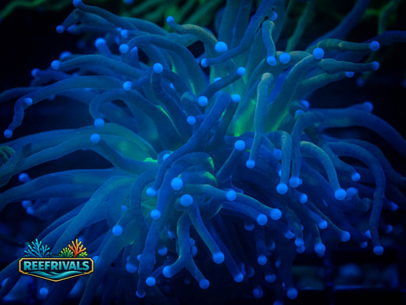 Tiger Knicks Torch WYSIWYG coral image | ReefRivals Tiger Knicks Torch coral image from ReefRivals, listed as Euphyllia glabrescens and Torches