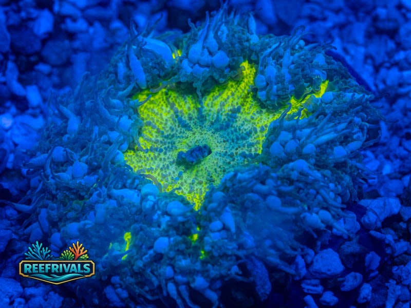RVL Ultra Rock Flower WYSIWYG coral image | ReefRivals RVL Ultra Rock Flower coral image from ReefRivals, listed as Actiniaria sp. and Soft Coral