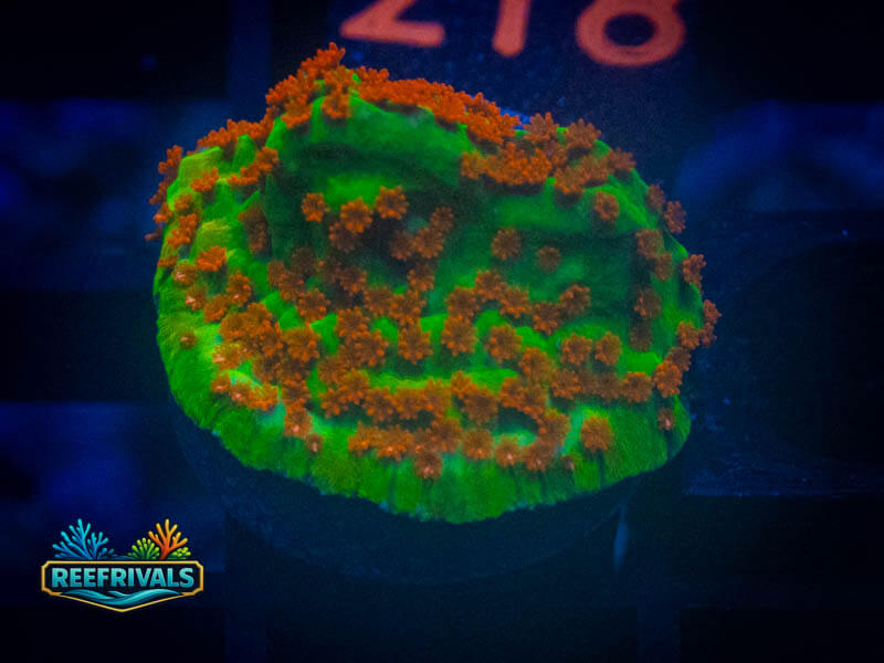 OC Aquaman Montipora WYSIWYG coral image | ReefRivals OC Aquaman Montipora coral image from ReefRivals, listed as Montipora sp. and Montis