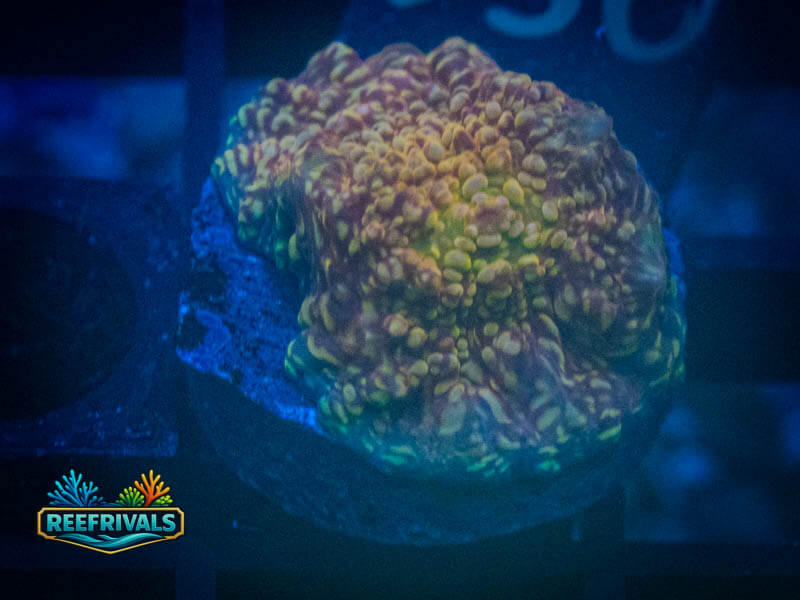 TG Cloudberries Chalice WYSIWYG coral image | ReefRivals TG Cloudberries Chalice coral image from ReefRivals, listed as Echinophyllia sp. and Chalices