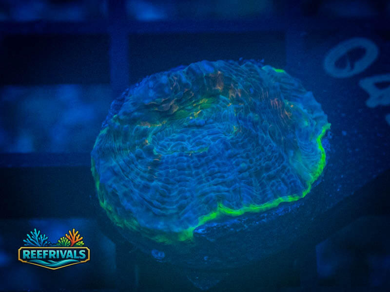 WWC Dr. Evil Chalice WYSIWYG coral image | ReefRivals WWC Dr. Evil Chalice coral image from ReefRivals, listed as Echinophyllia sp. and Chalices
