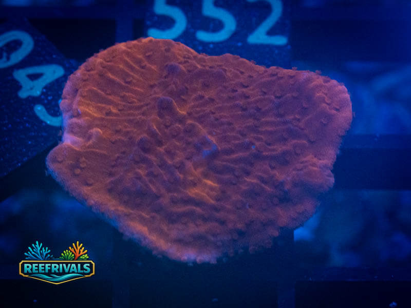 RVL Candy Cap Monti WYSIWYG coral image | ReefRivals RVL Candy Cap Monti coral image from ReefRivals, listed as Montipora sp. and Montis