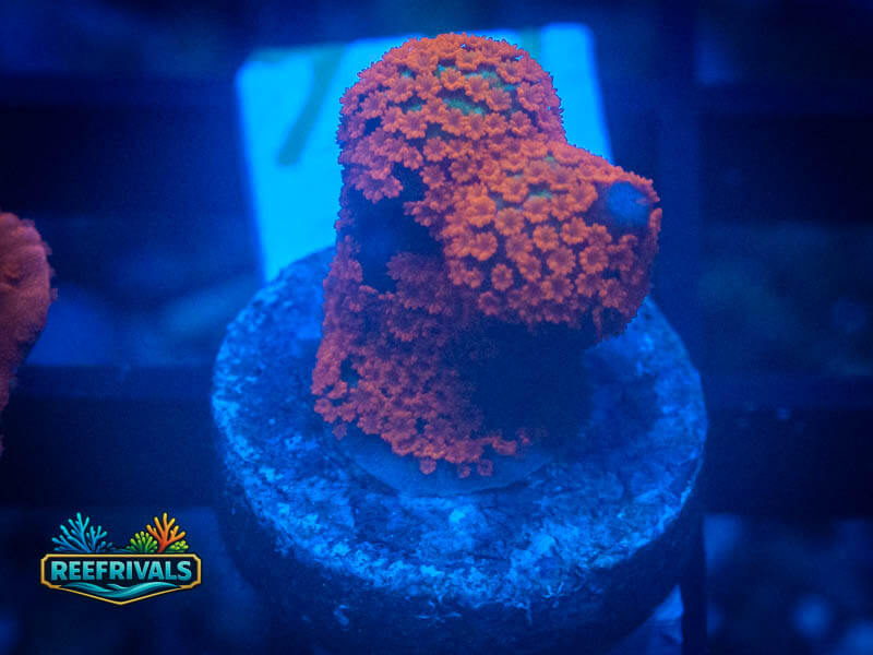TSA Forest Fire Digitata Monti WYSIWYG coral image | ReefRivals TSA Forest Fire Digitata Monti coral image from ReefRivals, listed as Montipora sp. and Montis