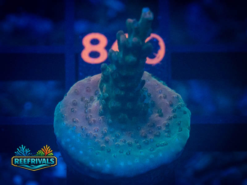 RVL Unicorn Acro WYSIWYG coral image | ReefRivals RVL Unicorn Acro coral image from ReefRivals, listed as Acropora sp. and Acros