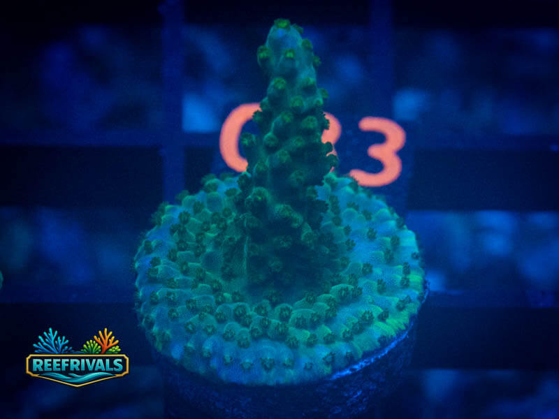 TG Bali Green Slimer Acro coral image from ReefRivals, listed as Acropora sp. and Acros