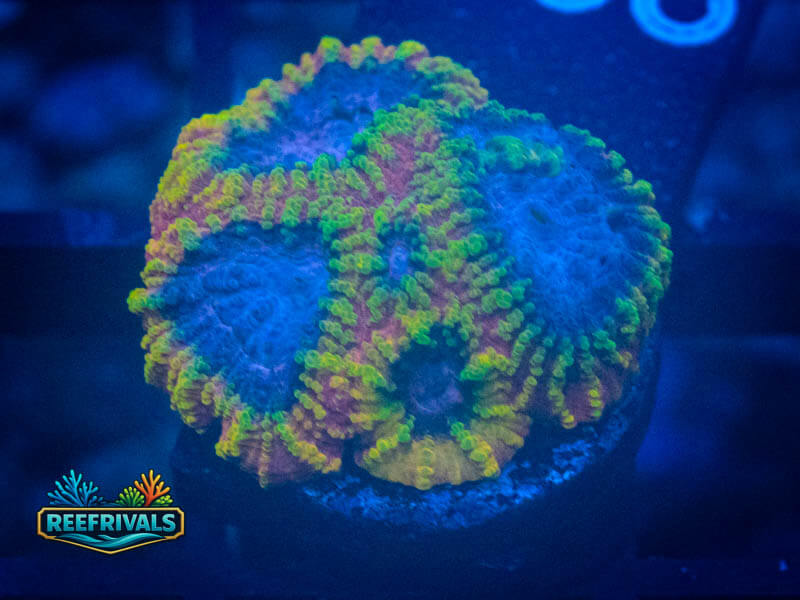 TG Yellow Submarine Favia WYSIWYG coral image | ReefRivals TG Yellow Submarine Favia coral image from ReefRivals, listed as Favia sp. and Favias