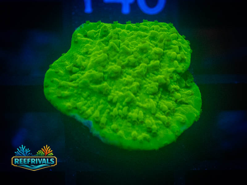 WWC Money Shot Monti WYSIWYG coral image | ReefRivals WWC Money Shot Monti coral image from ReefRivals, listed as Montipora sp. and Montis