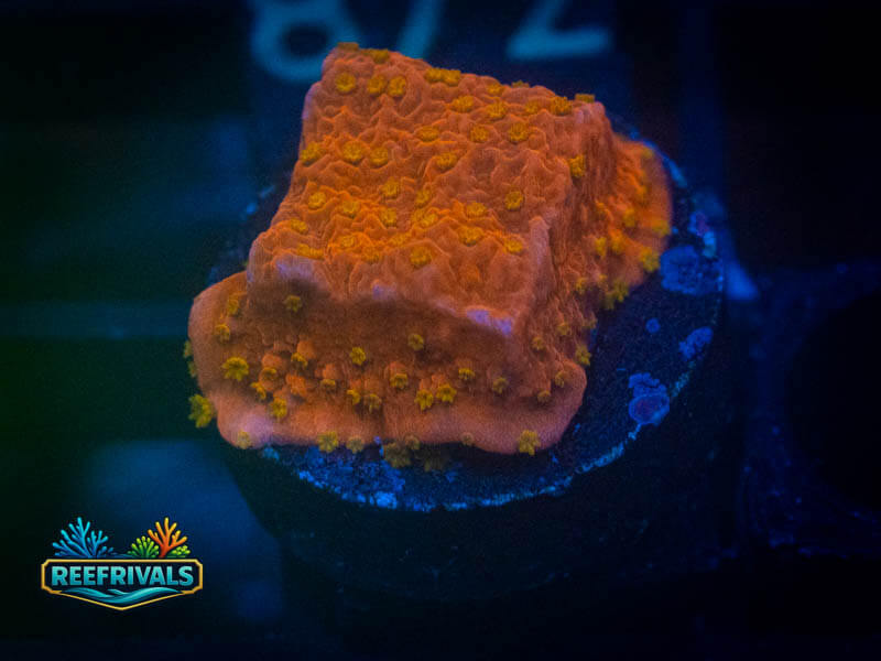 OC Sunburst Montipora coral image from ReefRivals, listed as Montipora sp. and Montis
