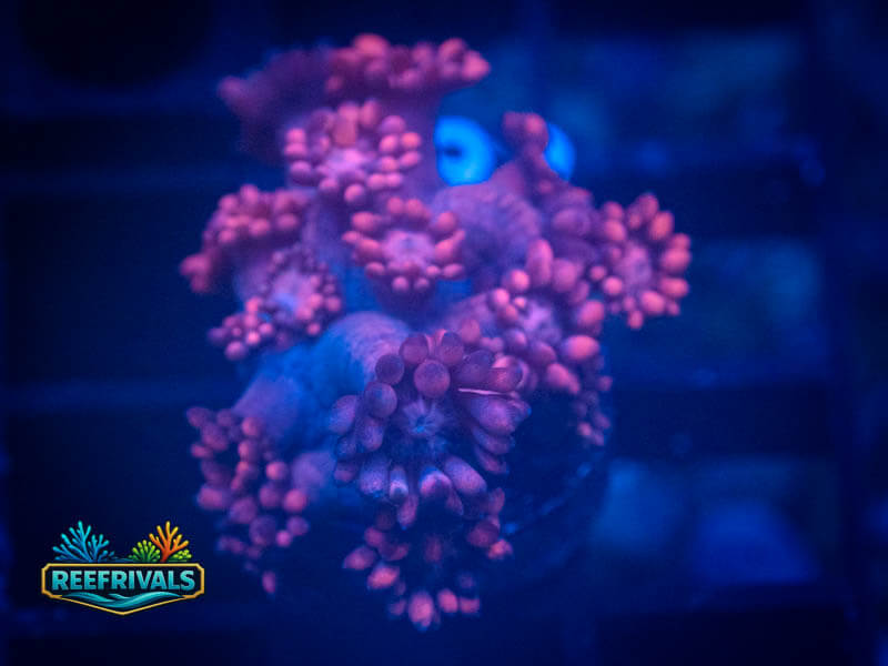 TSA Pink Panther Goni WYSIWYG coral image | ReefRivals TSA Pink Panther Goni coral image from ReefRivals, listed as Goniopora sp. and Gonis