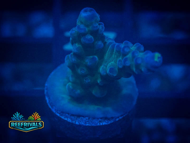 WWC Yellow Tip Acro coral image from ReefRivals, listed as Acropora sp. and Acros