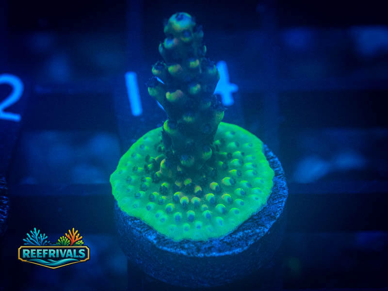WWC Green Slimer Acro coral image from ReefRivals, listed as Acropora sp. and Acros