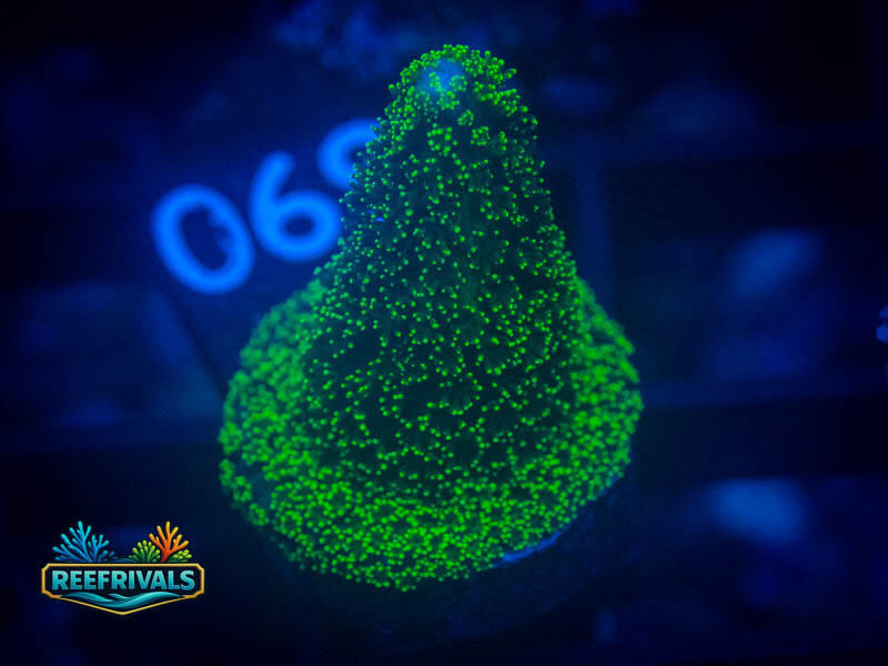 WWC Green Goblin Stylo WYSIWYG coral image | ReefRivals WWC Green Goblin Stylo coral image from ReefRivals, listed as Stylophora sp. and SPS Branching