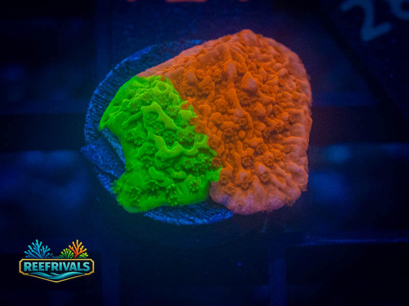 WWC Jawbreaker Grafted Montipora coral image from ReefRivals, listed as Montipora sp. and Montis