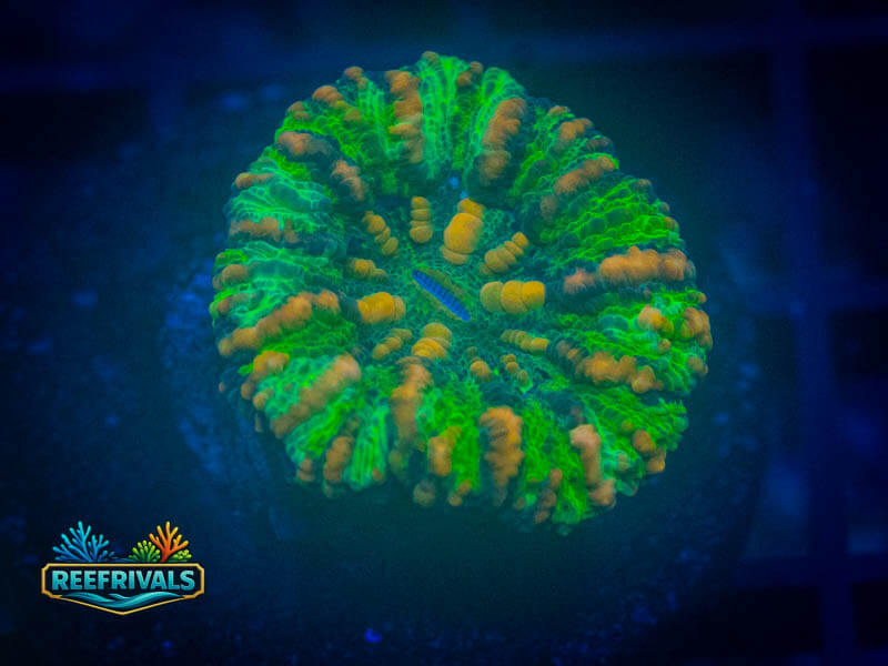 ECC Rainbow Button Scoly WYSIWYG coral image | ReefRivals ECC Rainbow Button Scoly coral image from ReefRivals, listed as Homophyllia sp. and LPS Fleshy