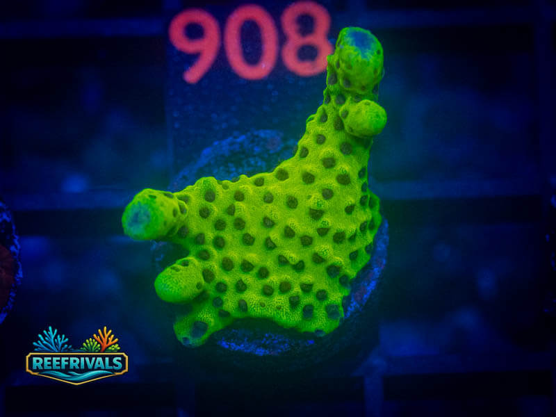 WWC Slimeball Spongodes Acropora coral image from ReefRivals, listed as Acropora sp. and Acros
