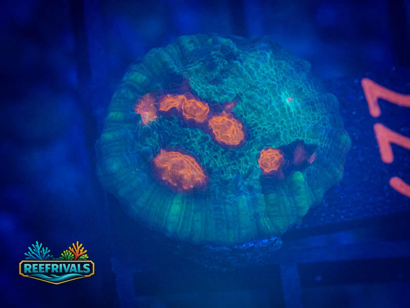 WWC Outer Orbit Chalice WYSIWYG coral image | ReefRivals WWC Outer Orbit Chalice coral image from ReefRivals, listed as Echinophyllia sp. and Chalices