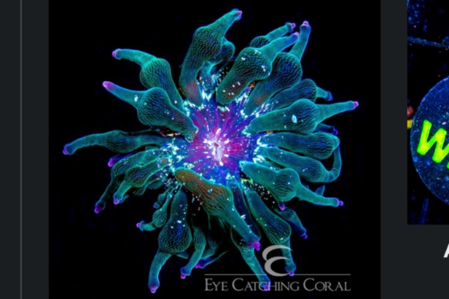 ECC Nexus Joker Anemone coral image | ReefRivals ECC Nexus Joker Anemone coral image from ReefRivals, listed as Actiniaria sp. and Soft Coral