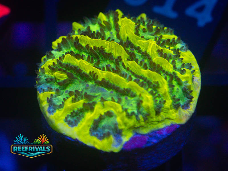 JF Limelight Hydnophora coral image from ReefRivals, listed as Hydnophora sp. and SPS Branching