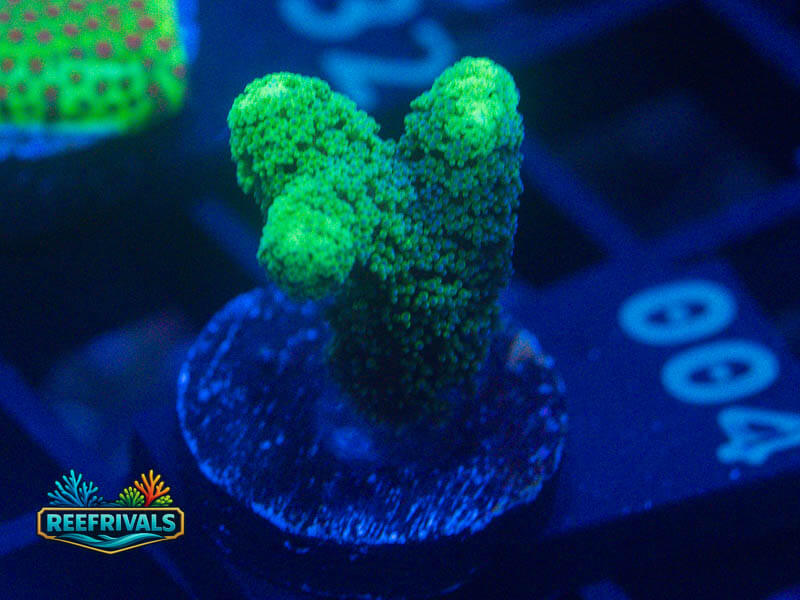 WWC Fantasy Island Birdsnest coral image from ReefRivals, listed as Seriatopora sp. and SPS Branching