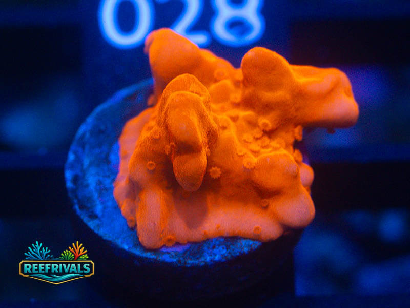 TSA Red Setosa Monti coral image from ReefRivals, listed as Montipora sp. and Montis