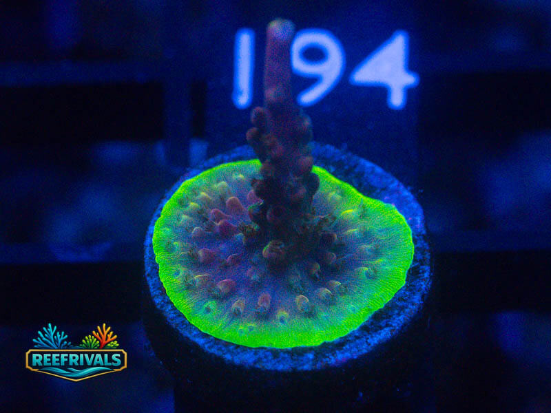 VA Pink Sparkle Acro coral image from ReefRivals, listed as Acropora sp. and Acros