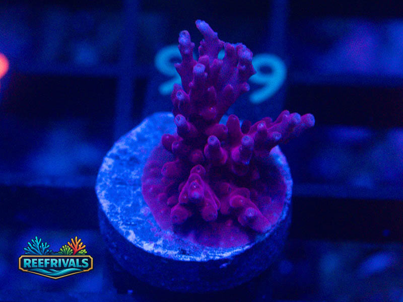 TG Red Dragon Acro coral image from ReefRivals, listed as Acropora sp. and Acros
